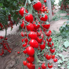 T13 Ganpao f1 sementes de tomate cereja híbrido vermelho